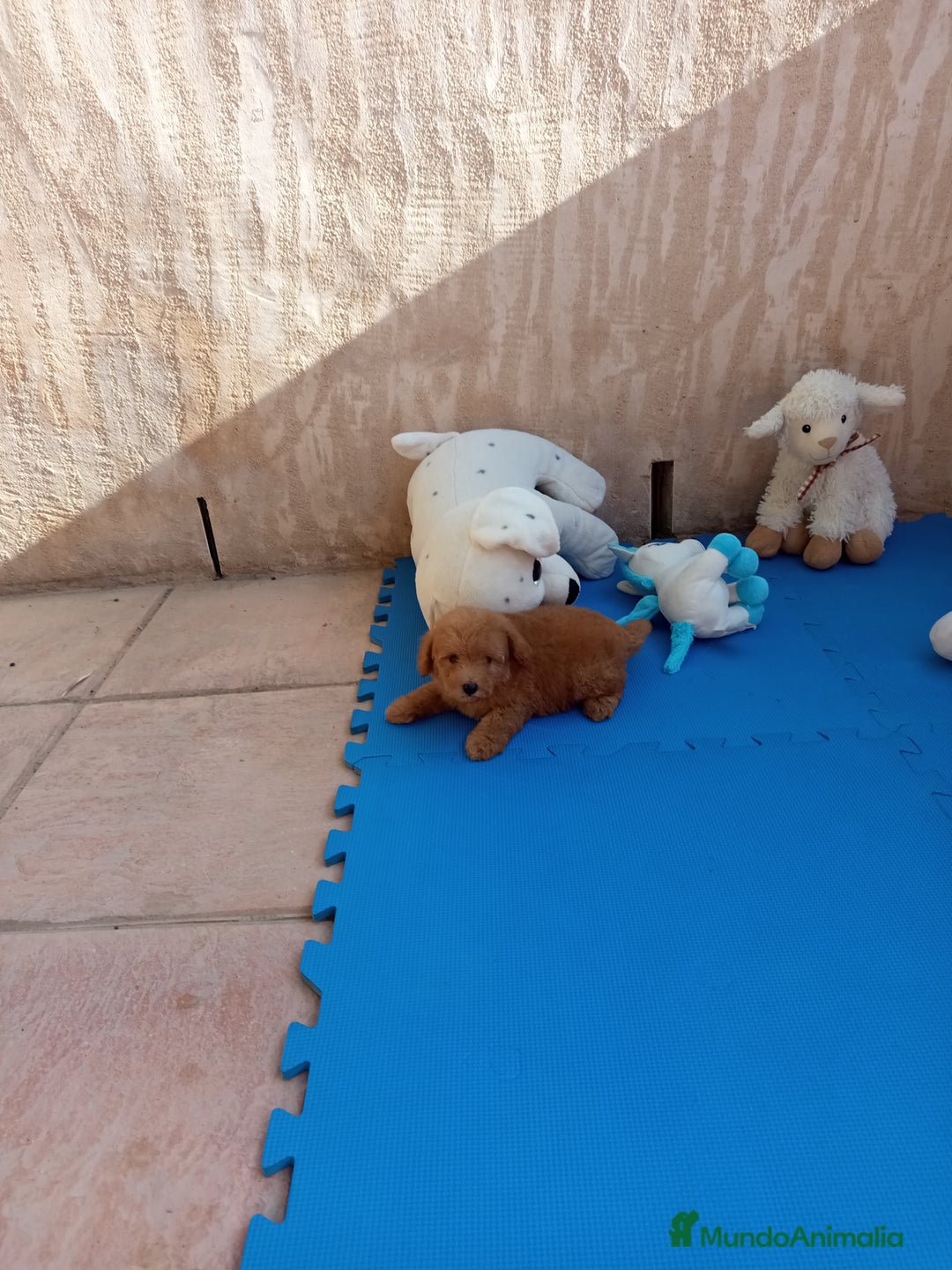 Caniche Toy perros en venta: Caniches minitoy - Imagen 3