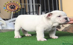 Bulldog Inglés perros en venta: Bulldog ingles de calidad  - Anuncio 3