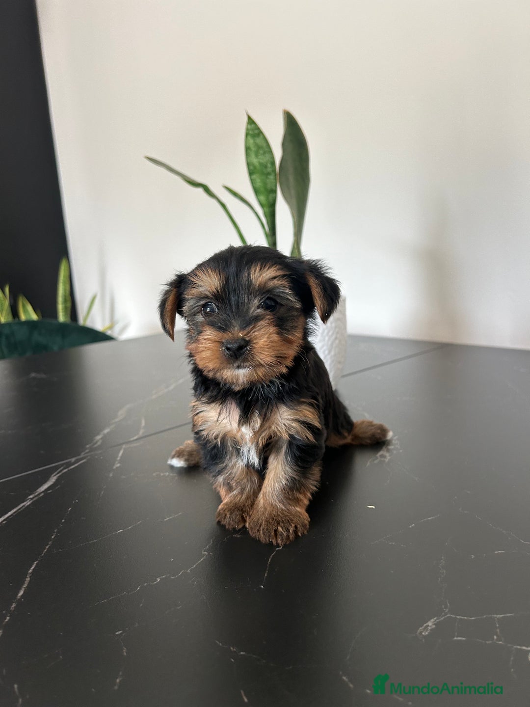 Yorkshire Terrier perros en venta: yorkshire  - Anuncio 2
