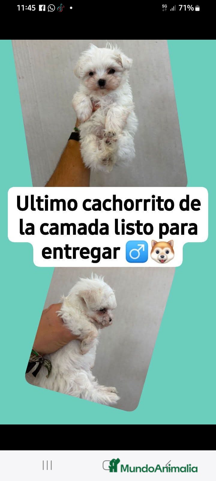 Bichón Maltés perros Bichon Maltés  - Anuncio 1