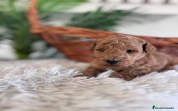 Caniche Toy perros en venta: CANICHE TOY - Imagen 12