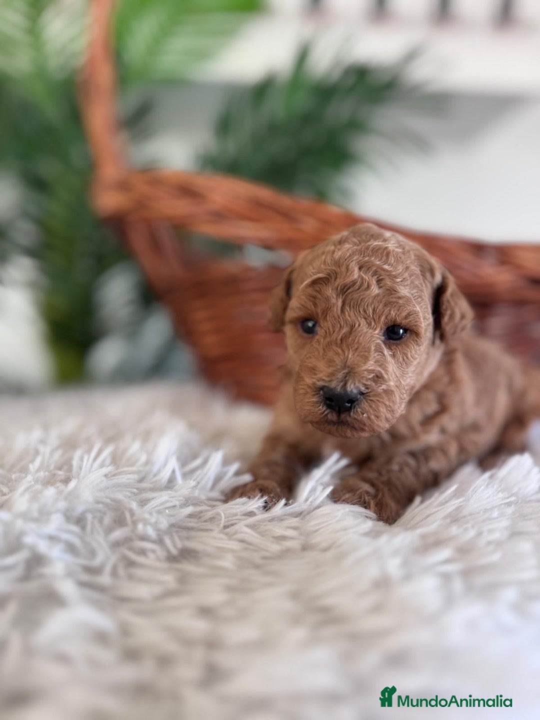 Caniche Toy perros en venta: CANICHE TOY - Imagen 12