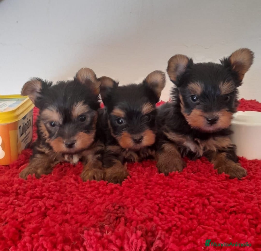 Yorkshire Terrier perros en venta: Yorshire. Toy - Anuncio 1