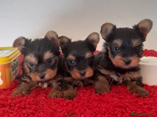 Yorkshire Terrier perros Yorshire. Toy - Anuncio 1