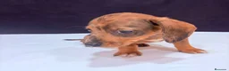 Teckel Miniatura perros en venta: Teckel Miniatura  - Anuncio 10