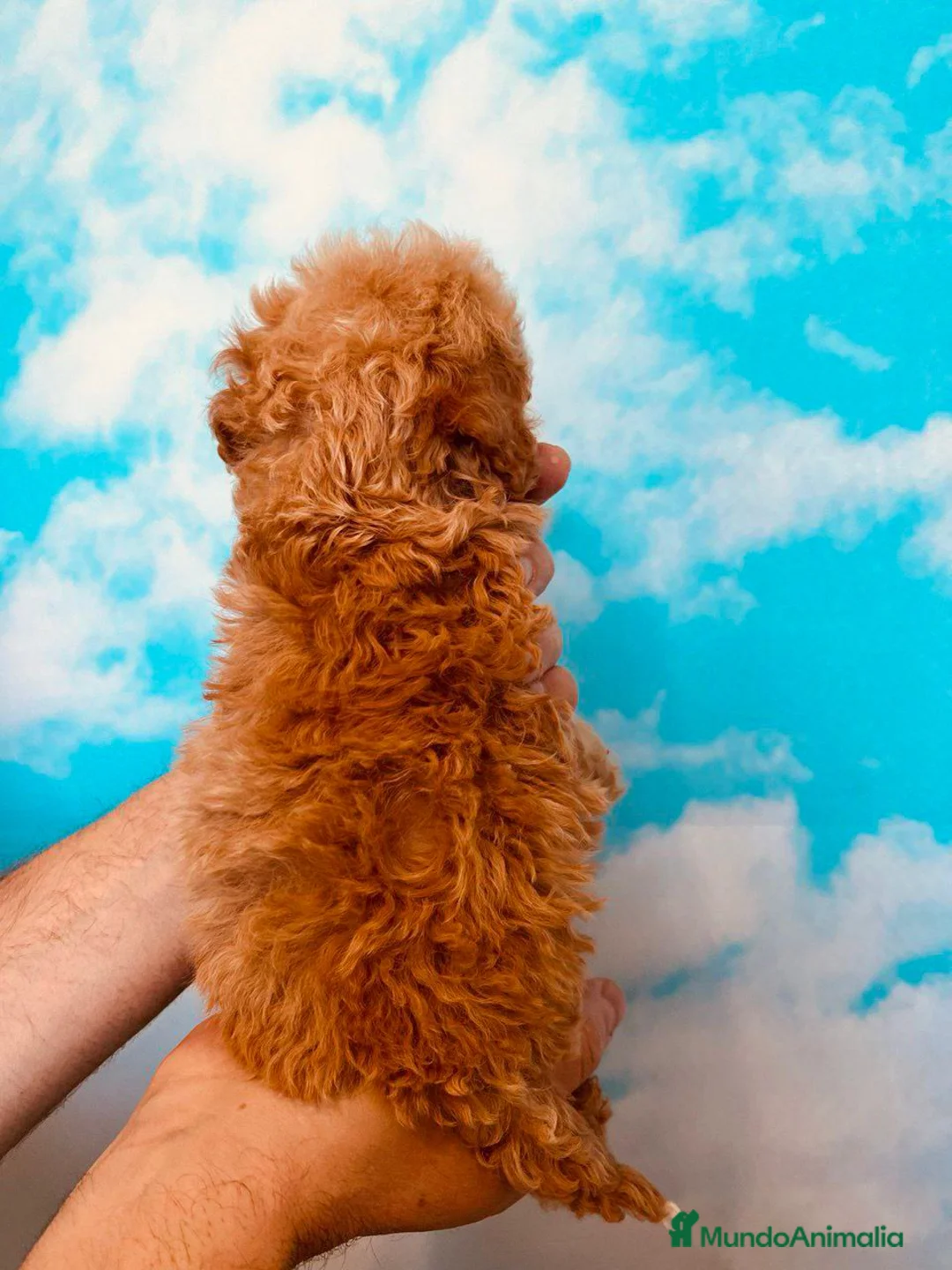 Caniche Toy perros en venta: Cachorros línea asiática 💯 - Anuncio 2