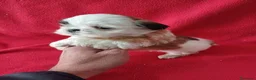 Shih Tzu perros en venta: Shitzhu  - Anuncio 5
