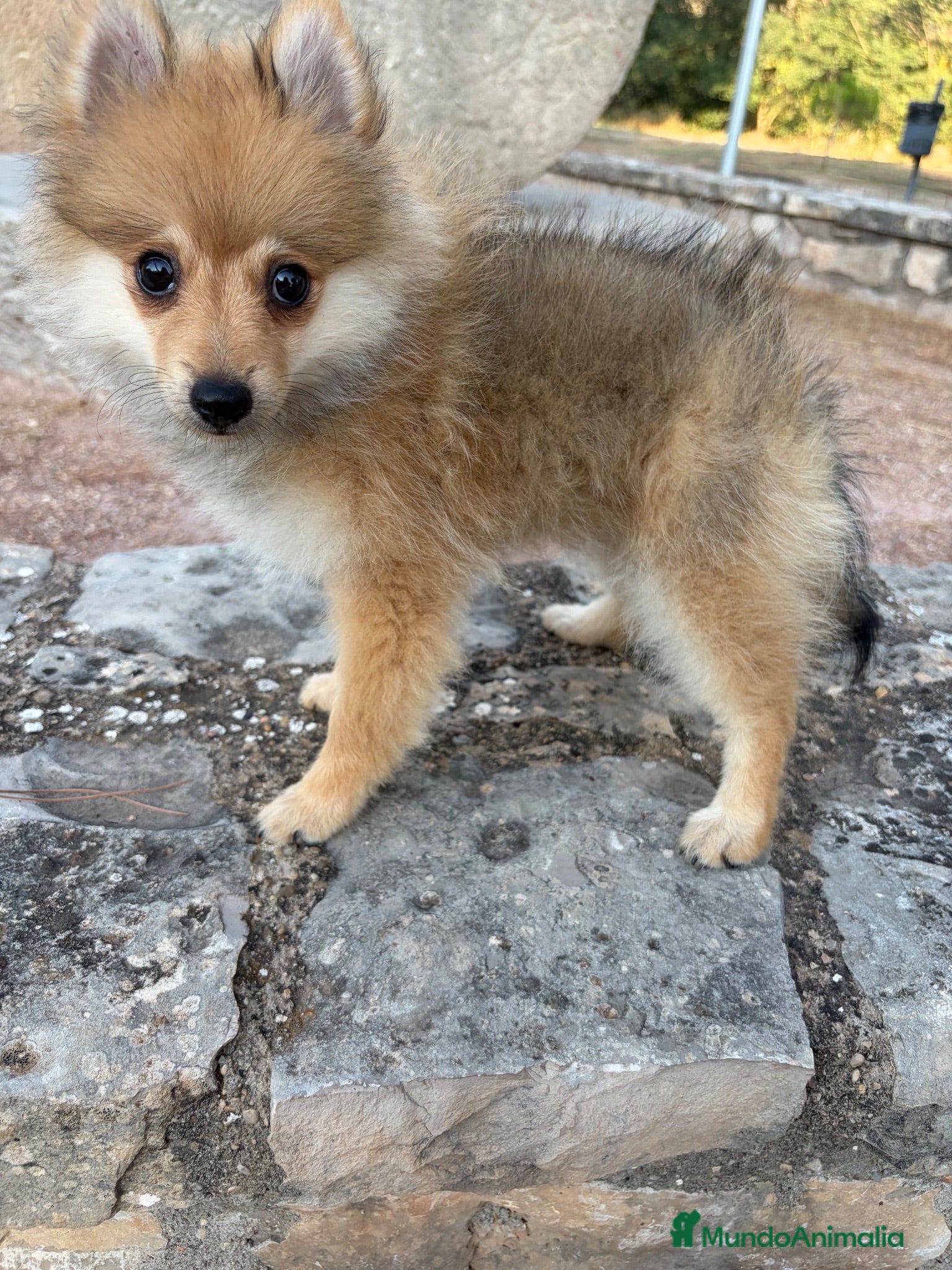 Pomerania perros Pomerania hembra  - Anuncio 1