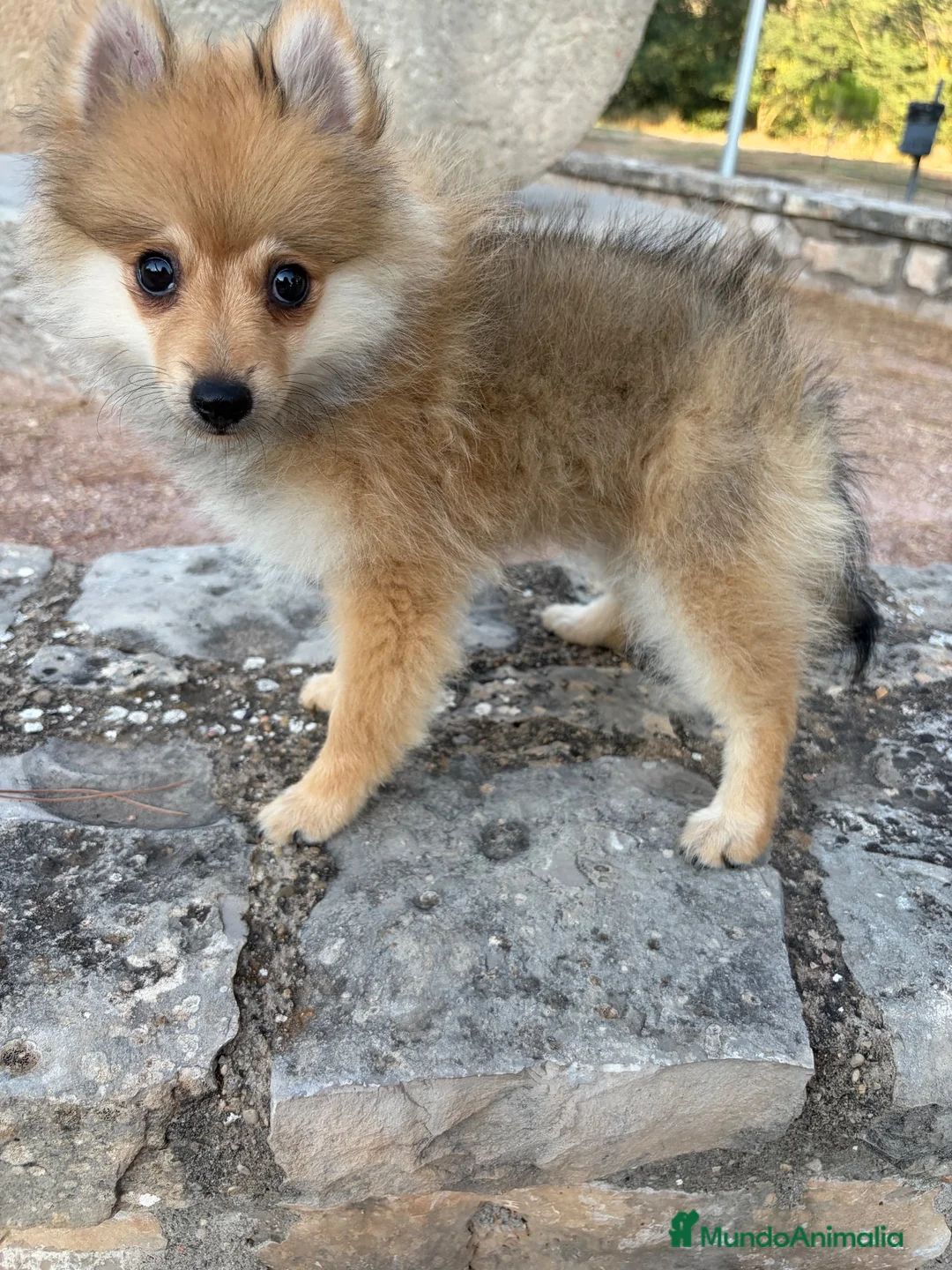 Pomerania perros en venta: Pomerania hembra  - Anuncio 1