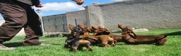 Teckel Miniatura perros en venta: Cachorros de Teckel Del Alto del Pago - Anuncio 2