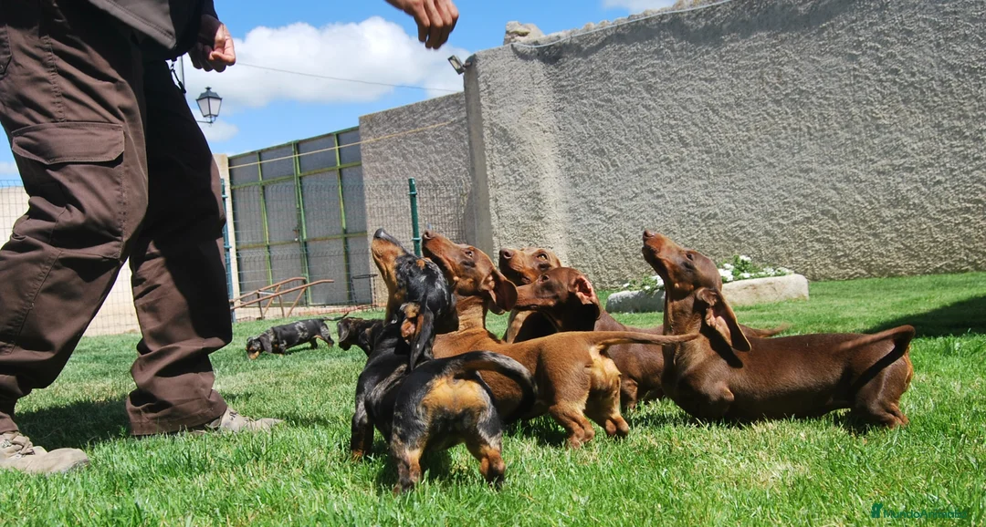 Teckel Miniatura perros en venta: Cachorros de Teckel Del Alto del Pago - Anuncio 2
