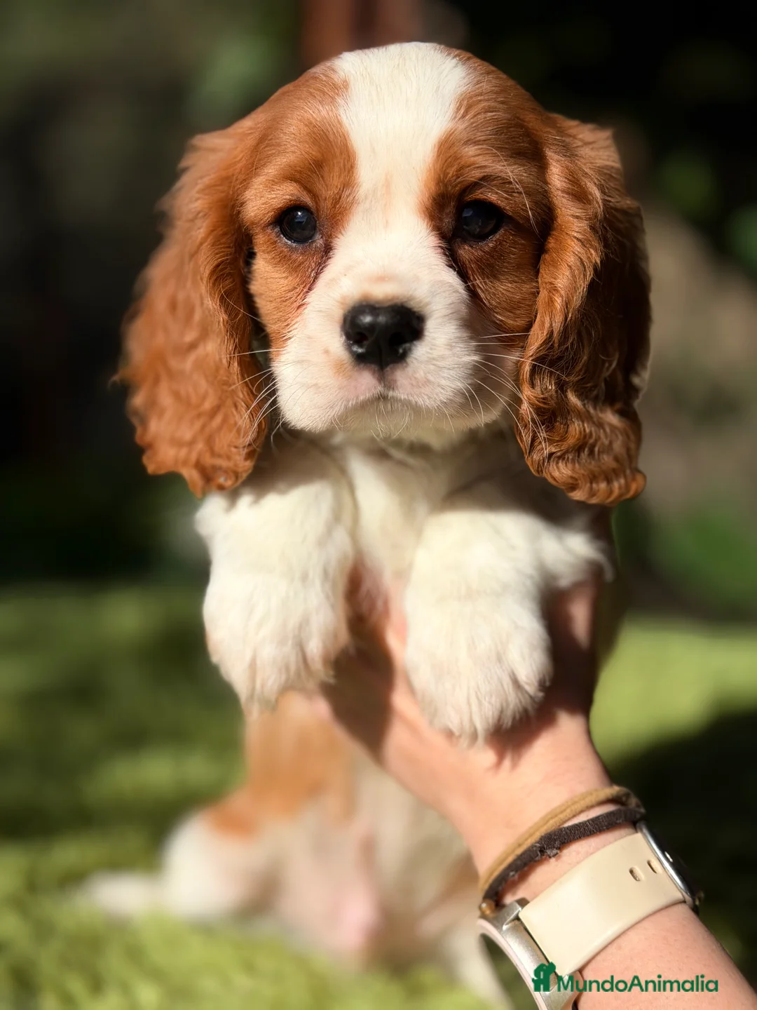 Cavalier King Charles Spaniel perros en venta: Cavalier color Blenheim  - Anuncio 4