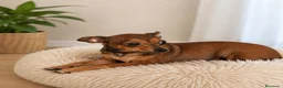 Pinscher Miniatura perros en venta: Pincher macho - Anuncio 2