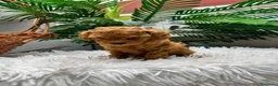 Caniche Toy perros en venta: CANICHE TOY-MUY PEQUEÑITO - Anuncio 10