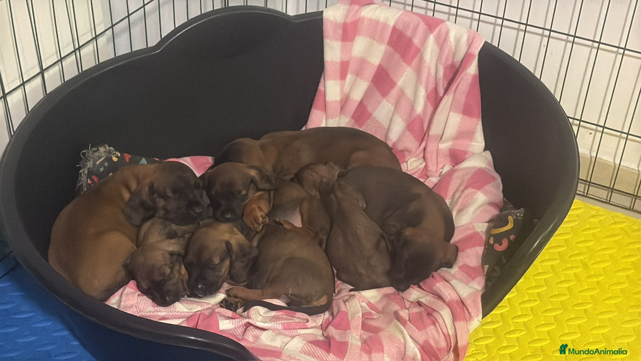 Sabueso de Sangre de Baviera perros SABUESO DE SANGRE BAVIERA  en Zaragoza - Anuncio 3