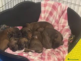 Sabueso de Sangre de Baviera perros SABUESO DE SANGRE BAVIERA en Zaragoza - Anuncio 3