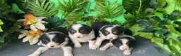 Border Collie perros en venta: Cachorritas de Border collie - Anuncio 1