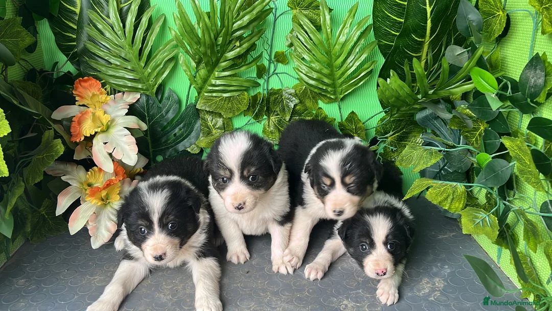 Border Collie perros en venta: Cachorritas de Border collie - Anuncio 1