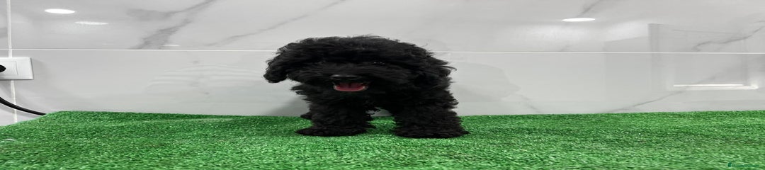 Caniche Toy Cachorro 1