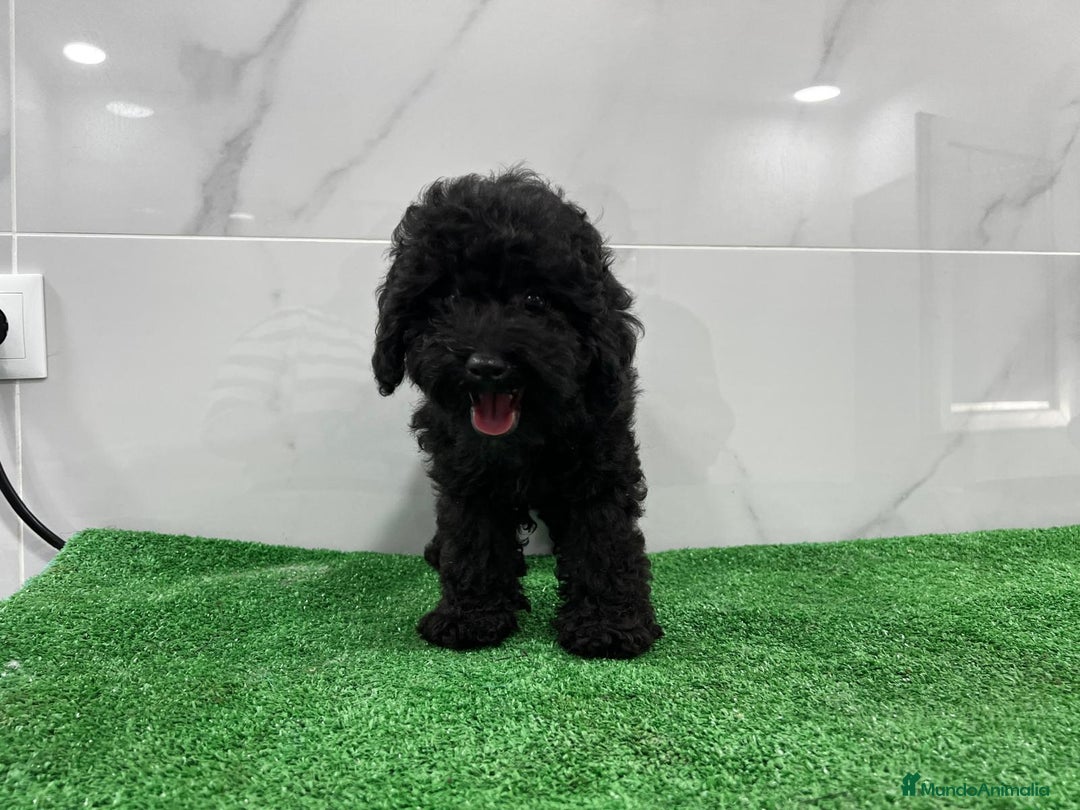 Caniche Toy perros en venta: Precioso cachorro de Caniche macho disponible! 🐶✨ - Imagen 2