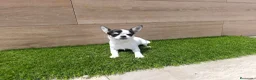 Chihuahua perros en venta: Chihuahua - Anuncio 3