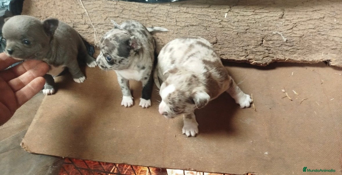 Chihuahua perros Espectaculares chihuahuas exóticos para entregar en Cádiz - Anuncio 3