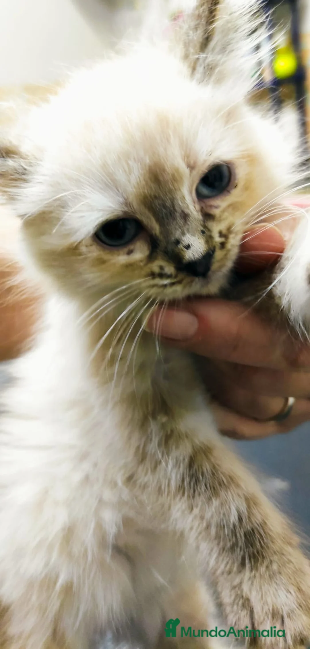 Persa gatos en venta: Persa europea himalaya - Anuncio 4