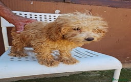 Maltipoo perros en venta: Maltipoo - Imagen 4