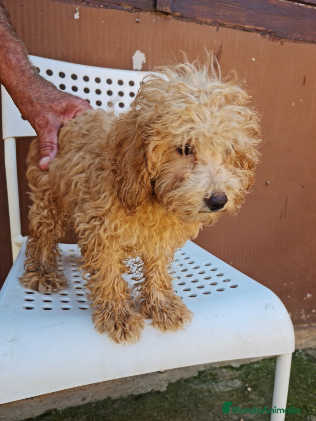 Maltipoo perros en venta: Maltipoo - Imagen 4