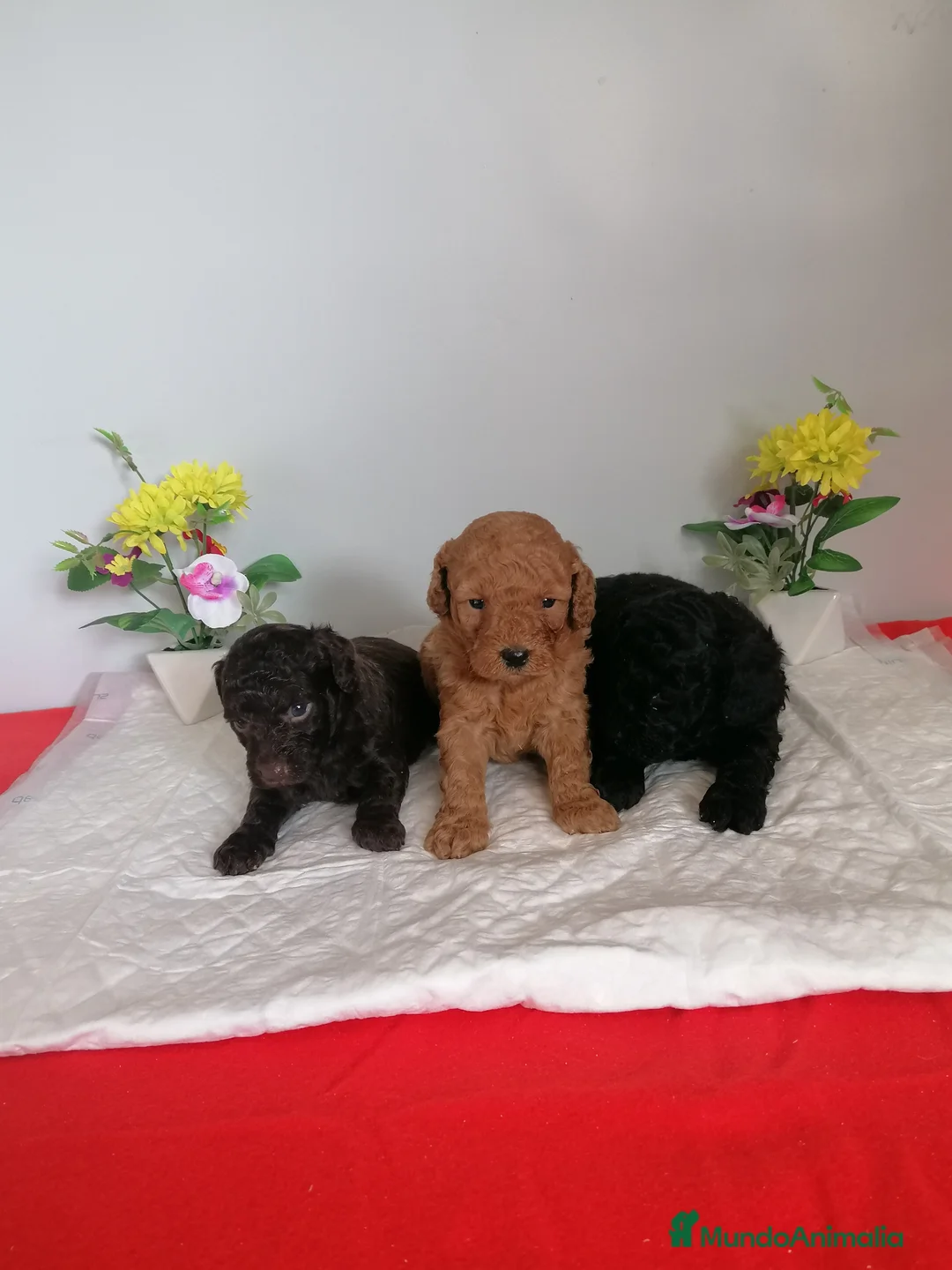 Raza Mixta perros en venta: Preciosa camada de caniches  - Anuncio 6