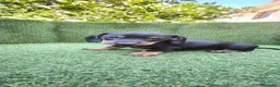 Teckel Miniatura perros en venta: teckel miniatura arlequín y varios colores  - Anuncio 8