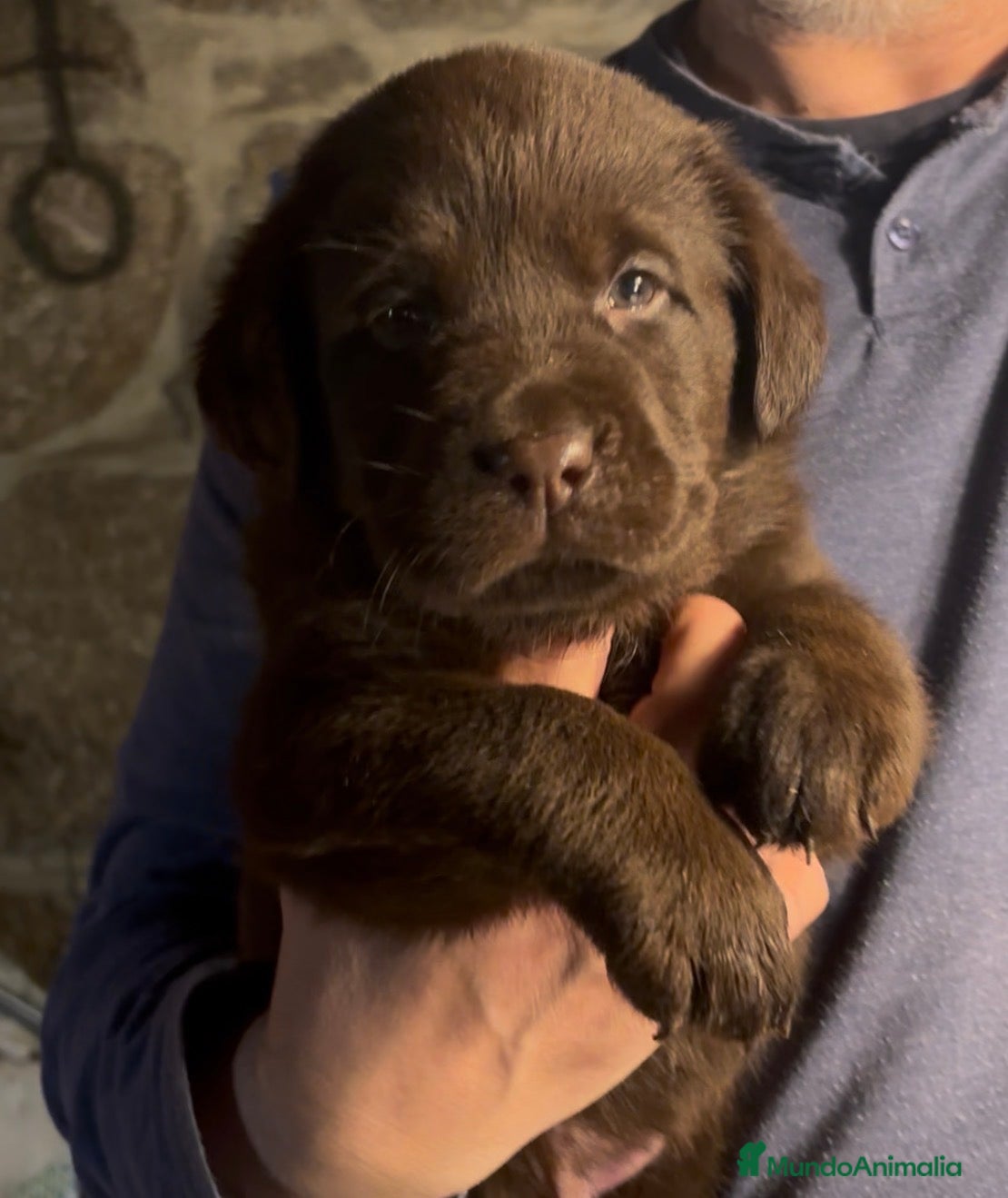 Labrador Retriever perros Última cachorrita  - Anuncio 1
