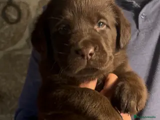 Labrador Retriever perros Última cachorrita - Anuncio 1