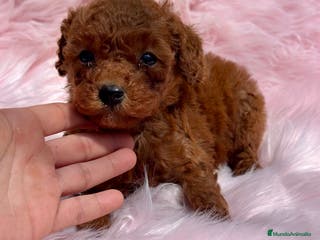Caniche Toy perros CANICHE TOY ROJO DISPONIBLES en Barcelona - Anuncio 28