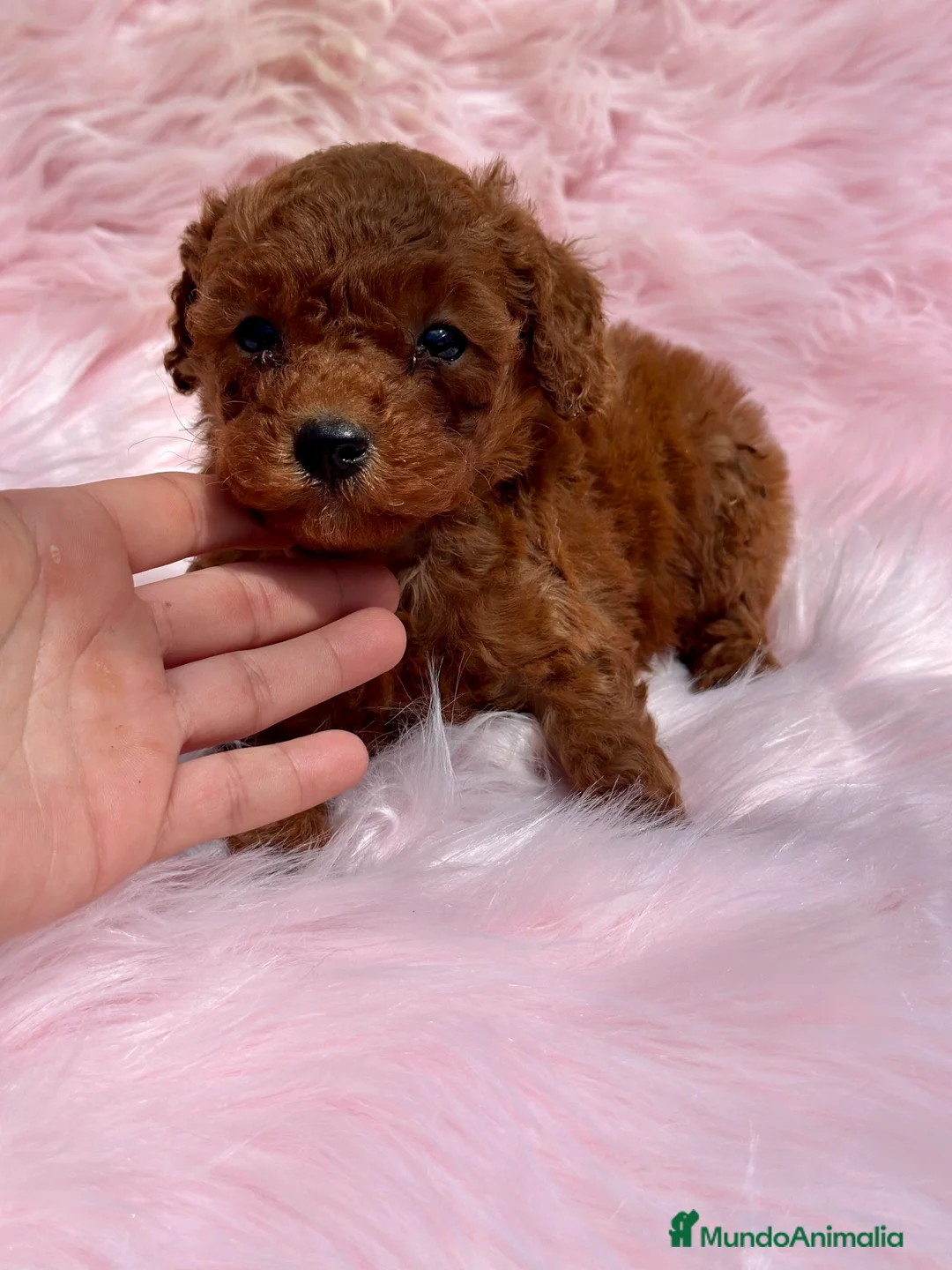 Caniche Toy perros en venta: CANICHE TOY ROJO DISPONIBLES en Barcelona - Anuncio 1