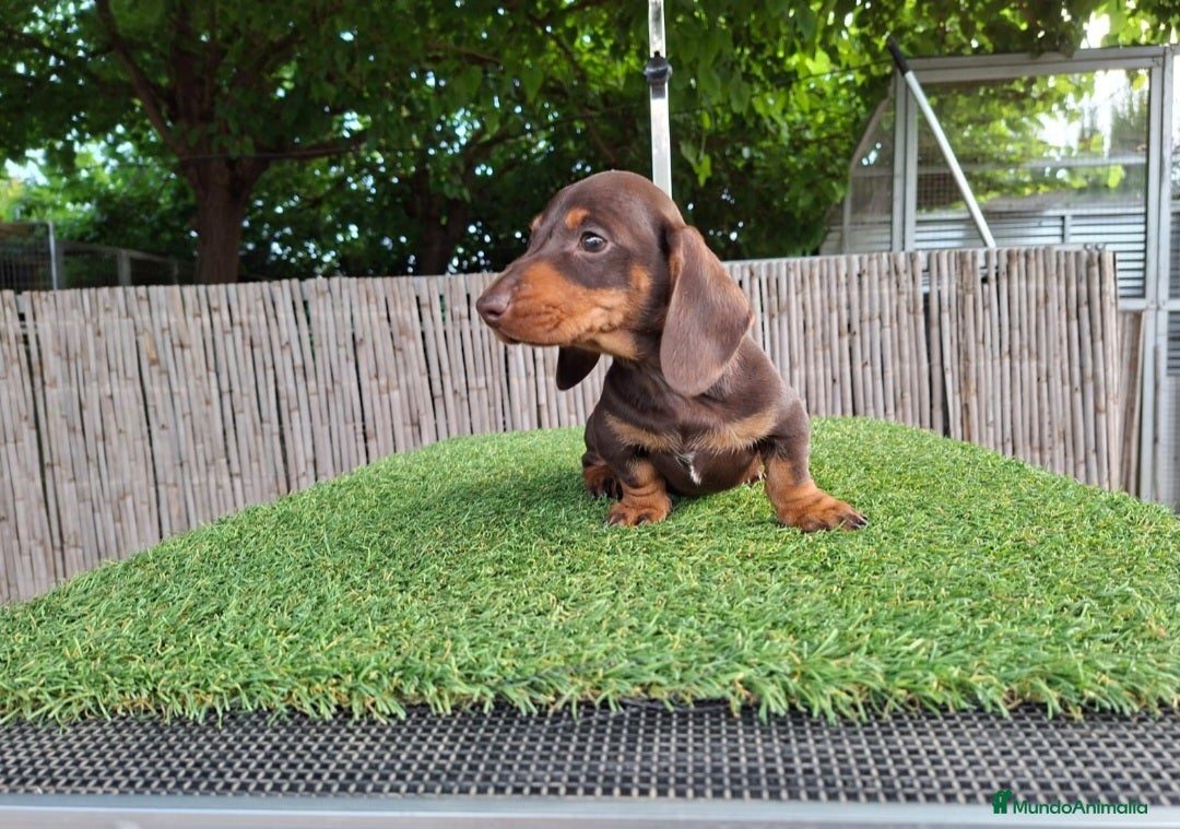 Teckel Miniatura perros TECKEL KANNINCHEN CHOCOLATE - Anuncio 2