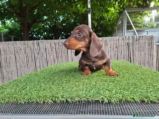 Teckel Miniatura perros TECKEL KANNINCHEN CHOCOLATE - Anuncio 3