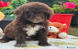 Perro de Agua Español perros en venta: Disponible camada de perro de aguas. Precio real - Imagen 1