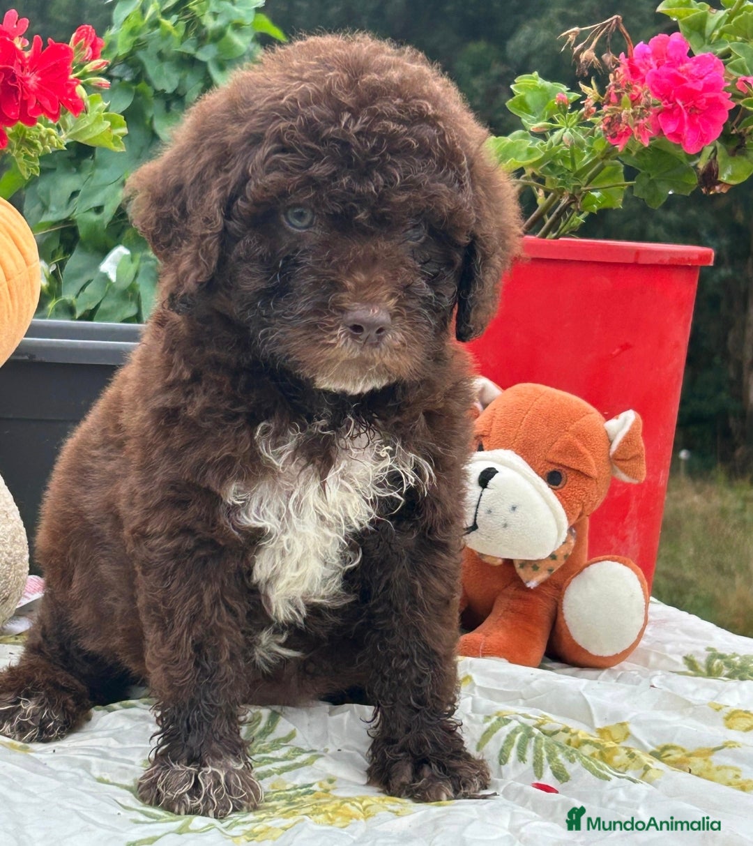 Perro de Agua Español perros en venta: Disponible camada de perro de aguas. Precio real - Imagen 1
