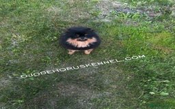 Pomerania perros en venta: Pomerania ositos mini  - Imagen 5