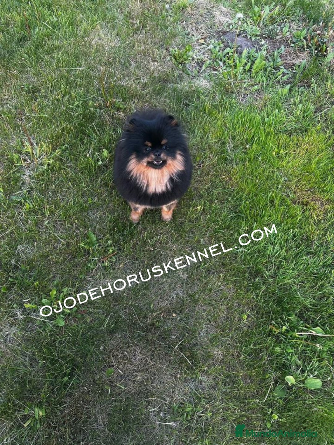 Pomerania perros en venta: Pomerania ositos mini  - Imagen 5