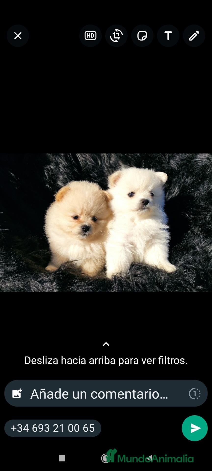 Raza Mixta perros Spitz aleman - Anuncio 1