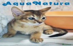 Abisinio gatos en venta:  Abisinio Macho de Mia 7907 AQUANATURA - Imagen 1