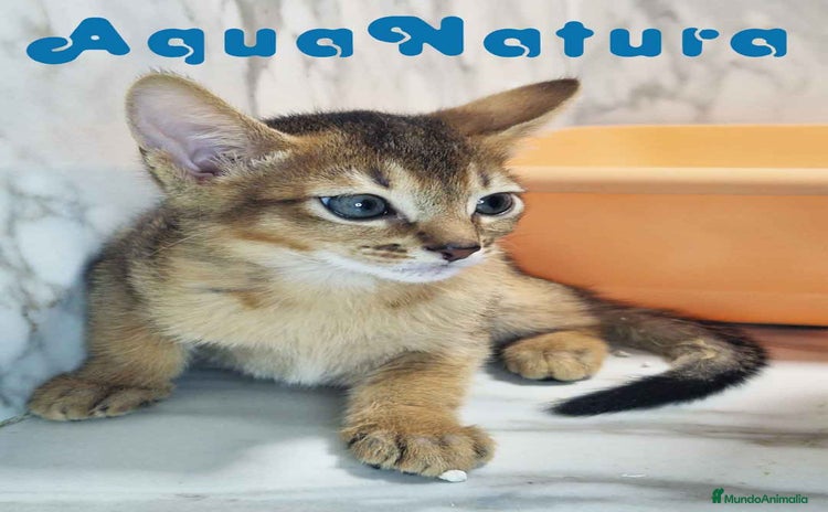 Abisinio gatos - Anuncio 9