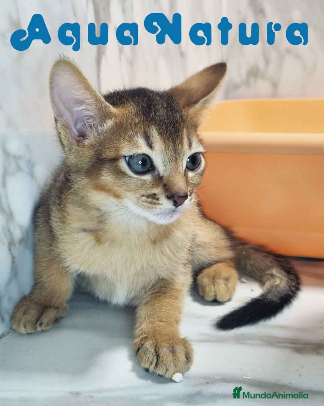 Abisinio gatos en venta:  Abisinio Macho de Mia 7907 AQUANATURA - Imagen 1