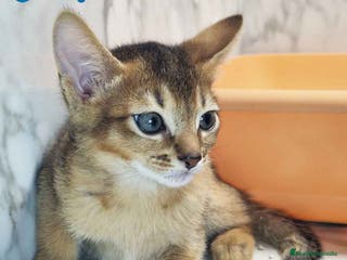 Abisinio gatos Abisinio Macho de Mia 7907 AQUANATURA - Anuncio 6