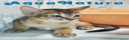 Abisinio gatos en venta:  Abisinio Macho de Mia 7907 AQUANATURA - Anuncio 1
