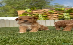 Caniche Toy perros en venta: CANICHE TOY MACHO - Imagen 22
