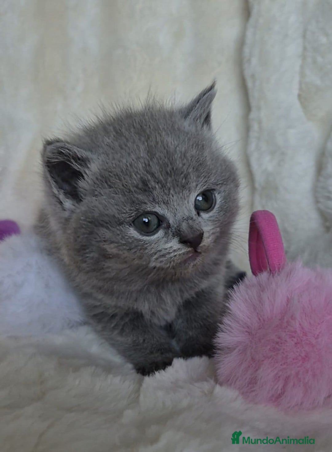Británico de Pelo Corto gatos en venta: Brithis Blues silver y más gatos disponibles  - Anuncio 7