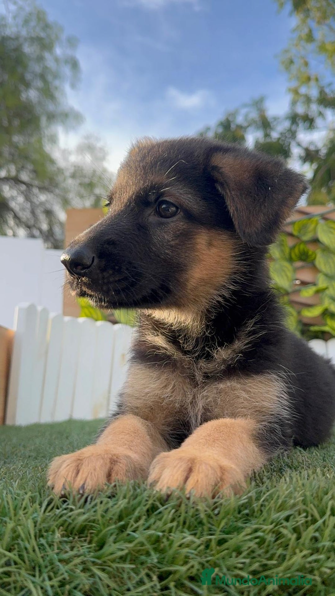 Pastor Alemán perros en venta: PASTOR ALEMAN HEMBRA - Imagen 2